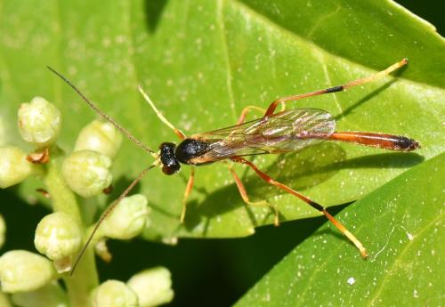 Réf. 299 760 : Erigorgus procerus